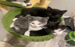 Himalayan cats for sale: Gorgeous Last kitten Girl 🩷 found home ‼️‼️ - Image 7
