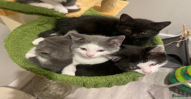 Himalayan cats - Advert 1