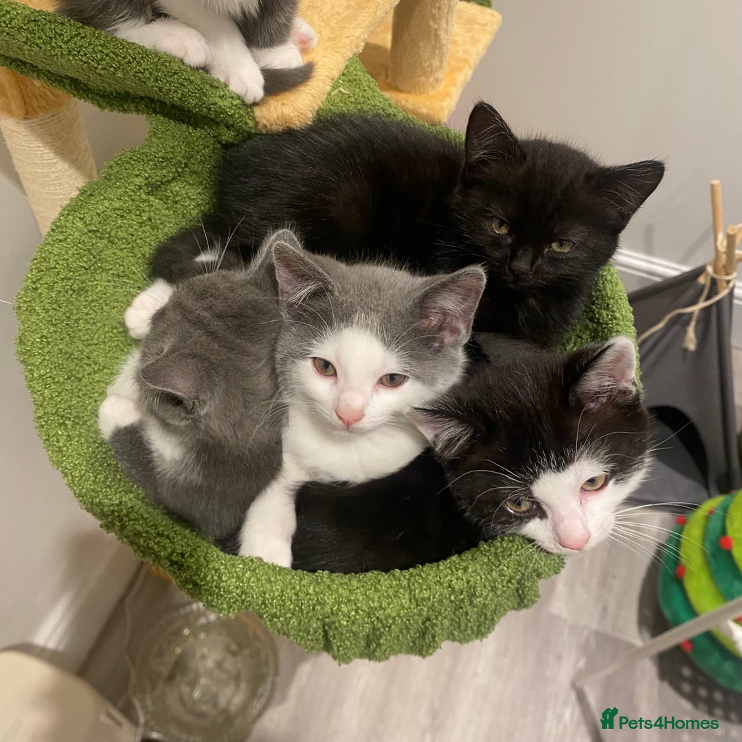 Himalayan cats for sale: Gorgeous Last kitten Girl 🩷 found home ‼️‼️ - Image 7