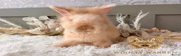Angora rabbits for sale: Fully Vaccinated Angora Litter - Advert 10