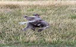 Mixed Breed dogs for sale: Handsome grey Lurcher 9 month old   - Image 4