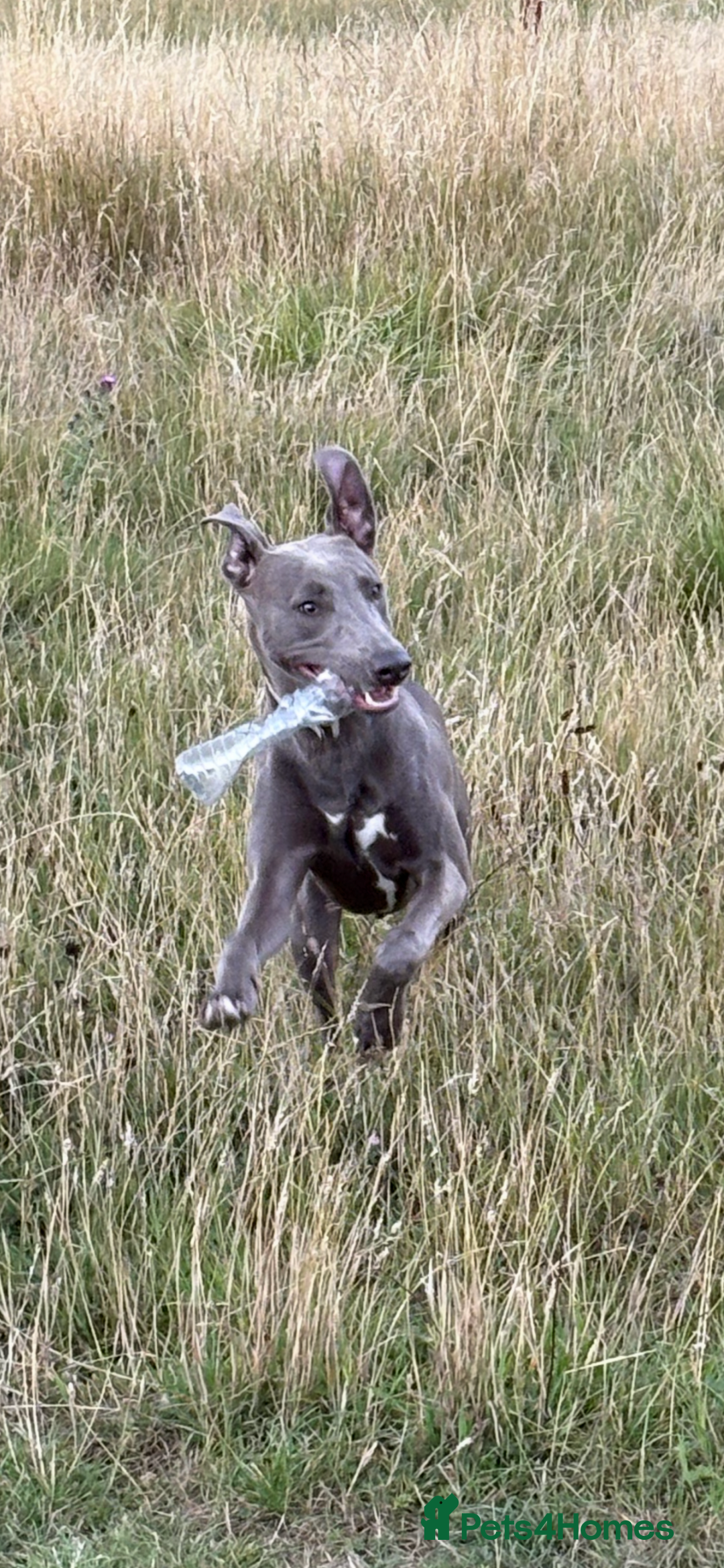 Mixed Breed dogs for sale: Handsome grey Lurcher 9 month old   - Image 4