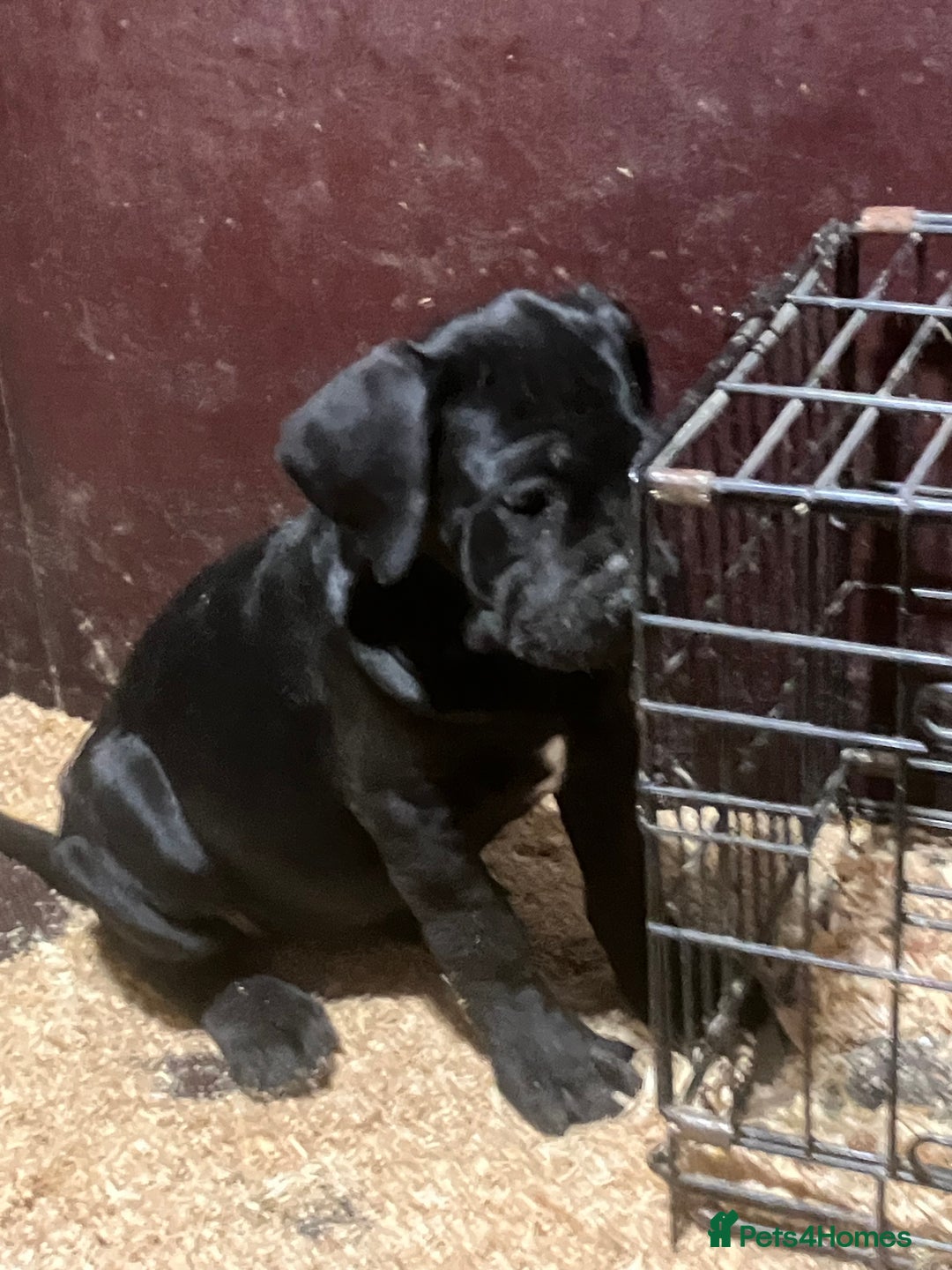 Cane Corso dogs for sale: All are now sold  - Advert 11