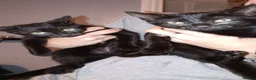 Mixed Breed cats for sale: 2 black kitten  in Tamworth - Advert 4
