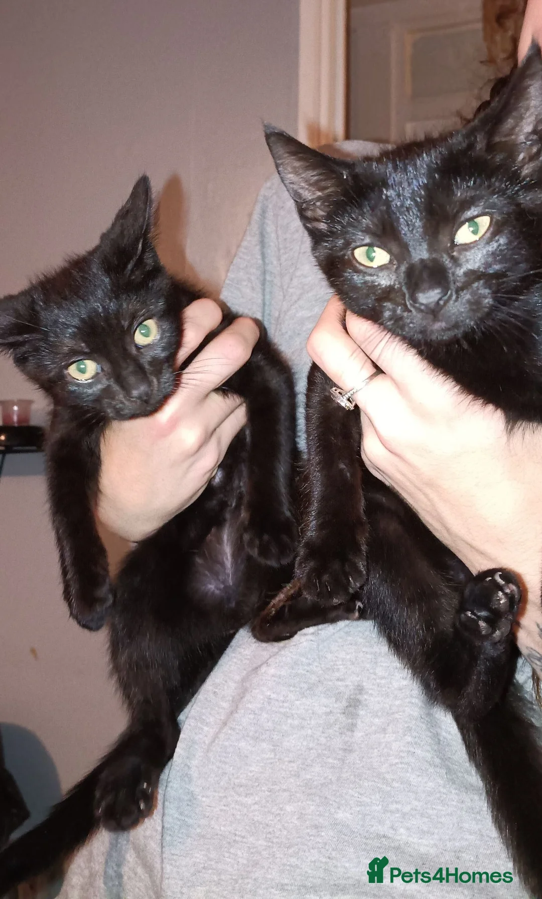Mixed Breed cats for sale: 2 black kitten  in Tamworth - Advert 4
