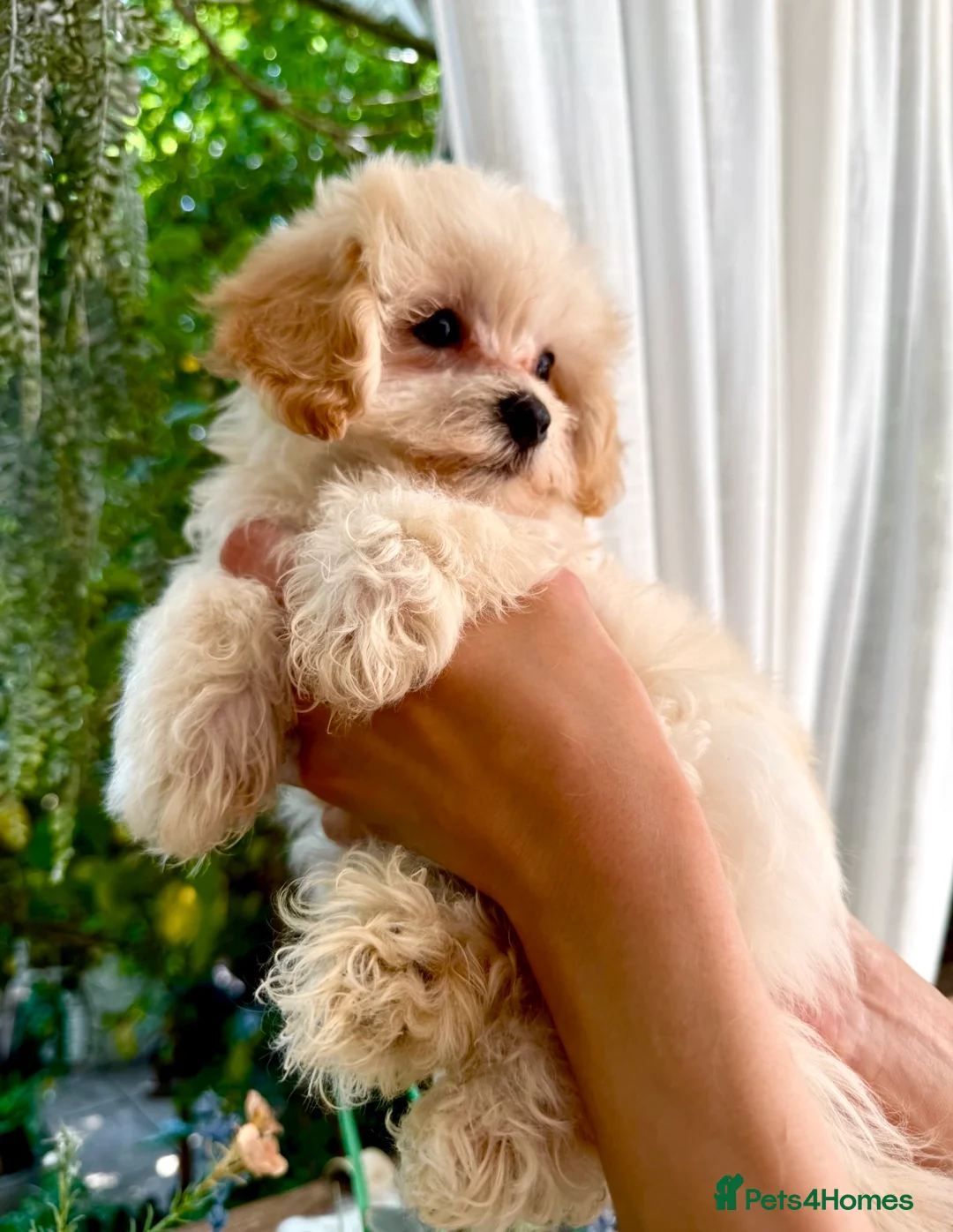 Maltipoo dogs for sale: * Tiny Korean Maltipoo Babies * - Advert 1