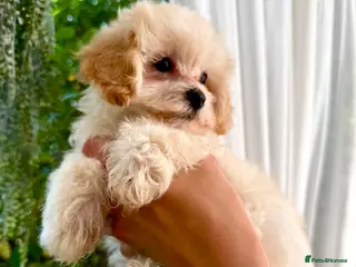 Maltipoo dogs * Tiny Korean Maltipoo Babies * - Advert 6
