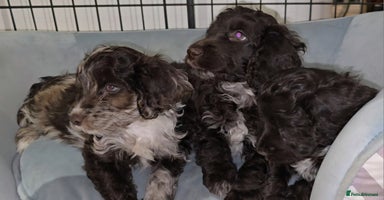 Cockapoo dogs - Advert 2