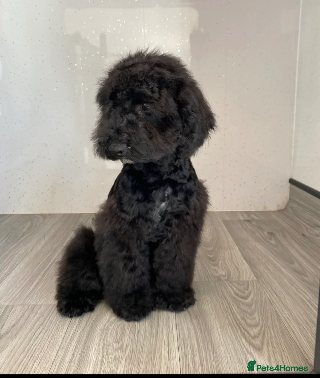 Cockapoo dogs for sale: Stunning cockapoo puppies - Advert 10