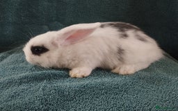 Mini Lop rabbits for sale: Last Mini lop available for deposit 🥰 in Market Drayton - Image 3