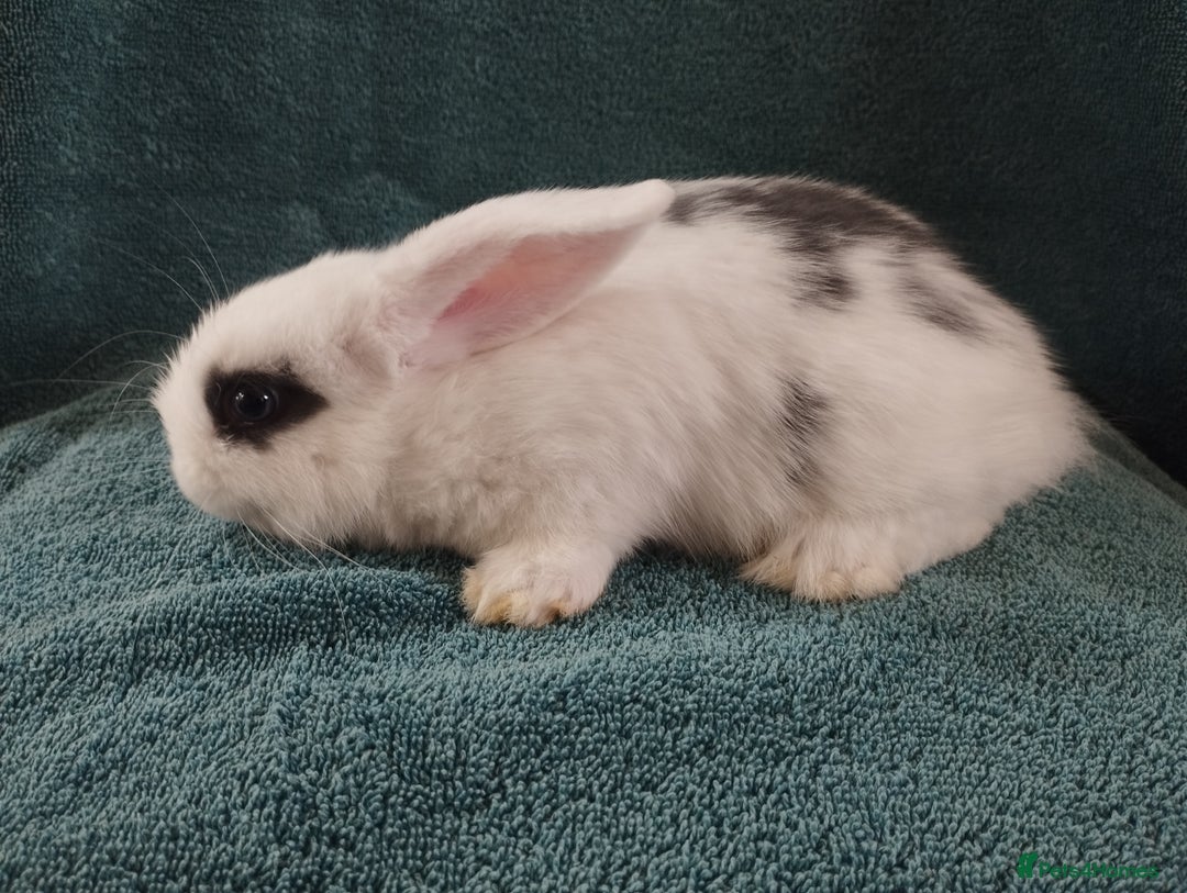 Mini Lop rabbits for sale: Last Mini lop available for deposit 🥰 in Market Drayton - Image 3