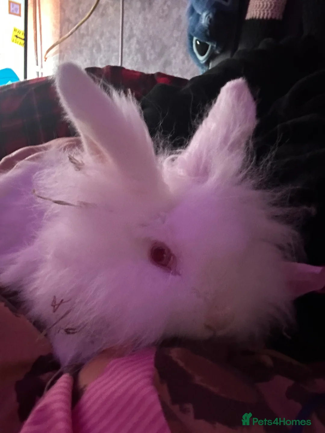 Mini Lion Lop rabbits for sale: Lionlop FREE in Doncaster - Advert 2