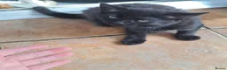 Mixed Breed cats for sale: Beautiful Maine CoonXCalaco Kitten Jet Black Girl - Advert 11