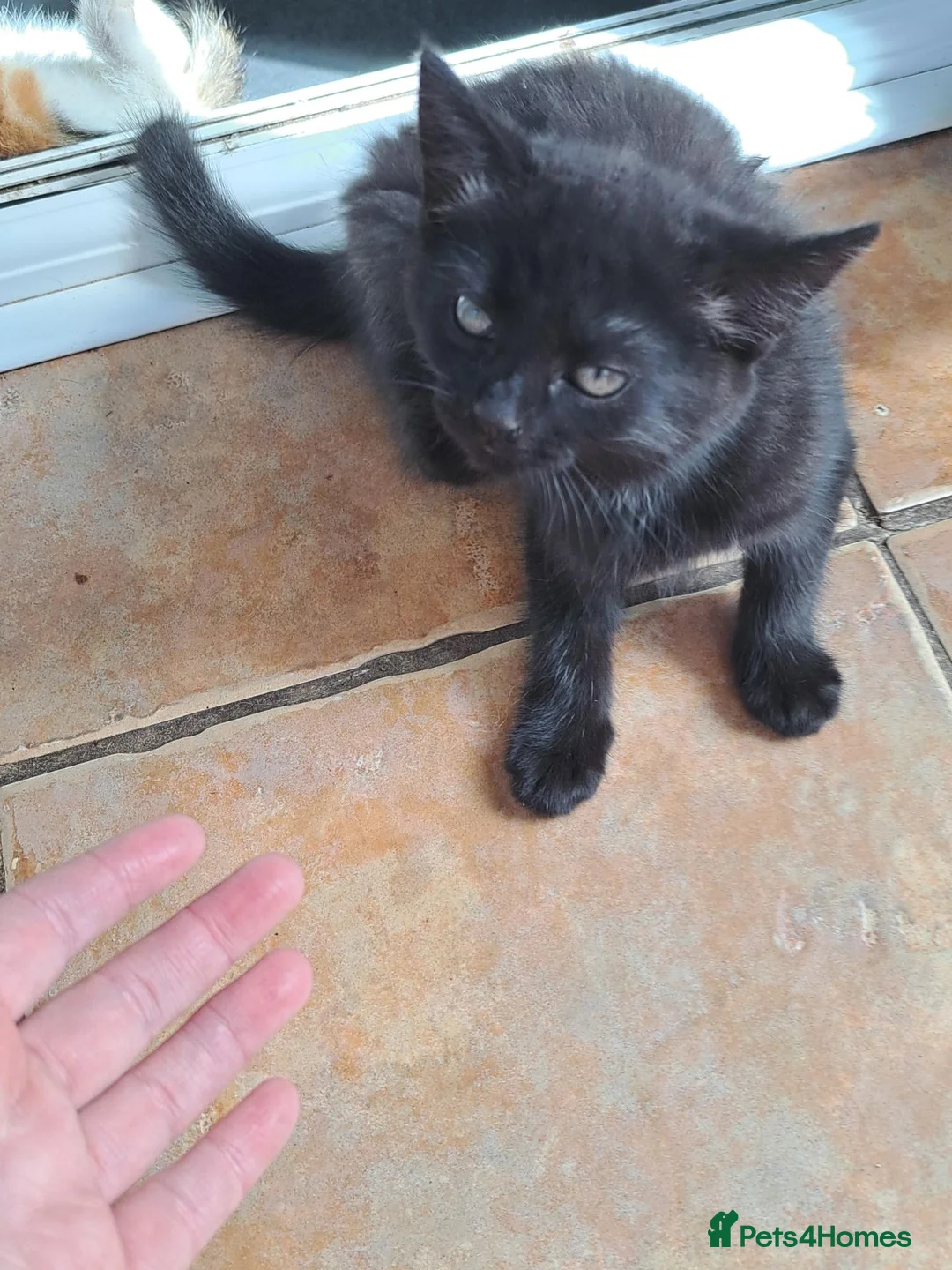 Mixed Breed cats for sale: Beautiful Maine CoonXCalaco Kitten Jet Black Girl - Advert 11