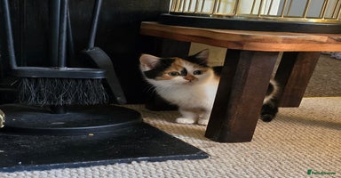 Mixed Breed cats - Advert 2