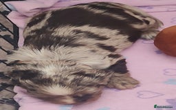 Sprocker dogs for sale: STRIKING SPROCKER SPANIEL PUPPIES  - Image 21