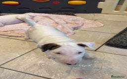 English Bull Terrier dogs for sale: English bull terrier puppies  - Image 12