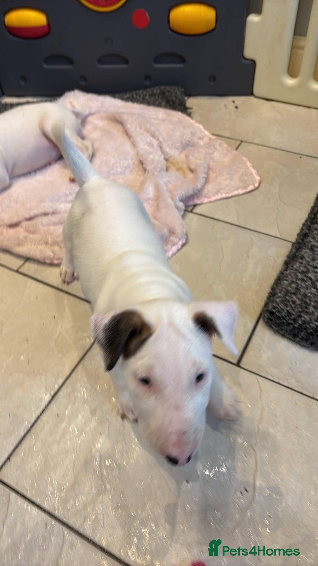 English Bull Terrier dogs for sale: English bull terrier puppies  - Image 12