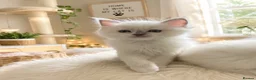 Ragdoll cats for sale: Ragdoll Kittens GCCF lilac and Blue beautiful  - Advert 10