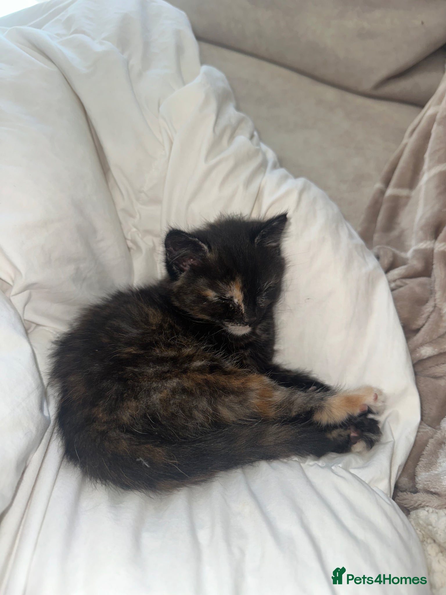 British Shorthair cats Kittens ready now! - Advert 17