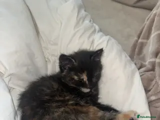 British Shorthair cats Kittens ready now! - Advert 17