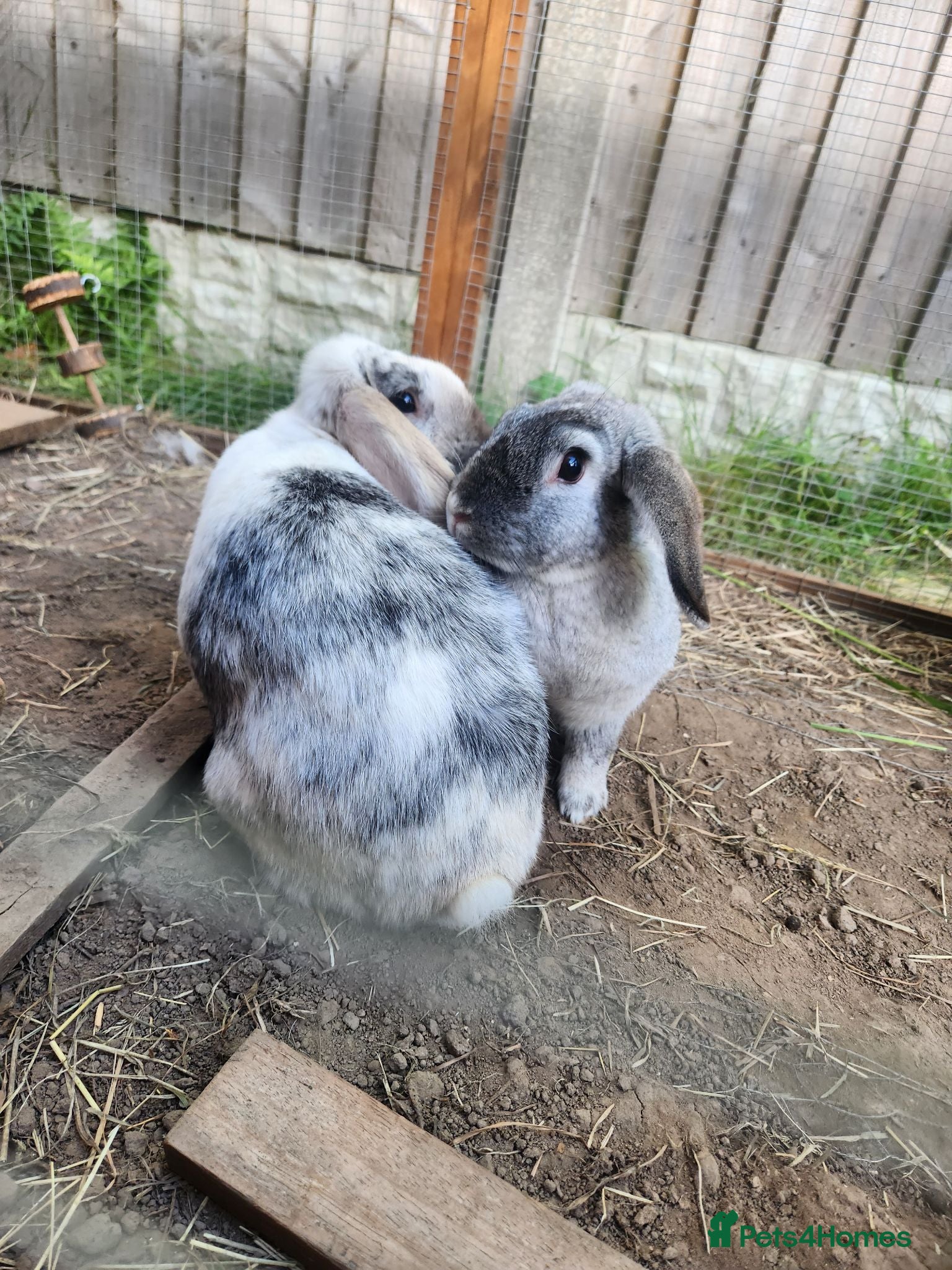 French Lop rabbits French Lop sisters  - Advert 1