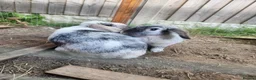 French Lop rabbits for sale: French Lop sisters  in Chester - Advert 1