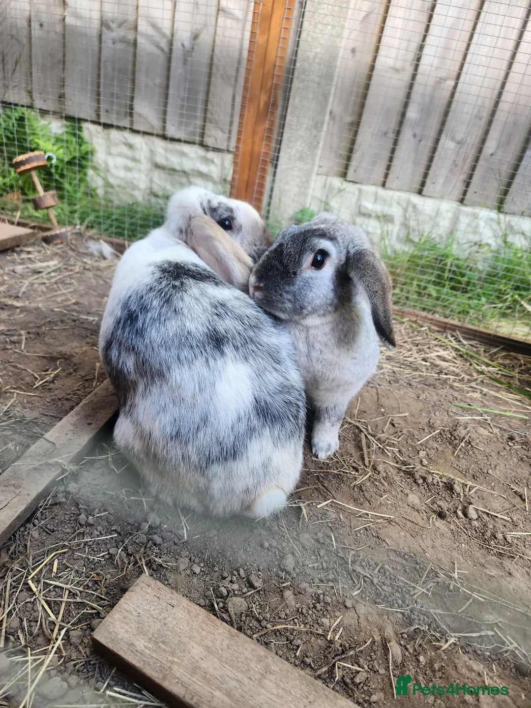 French Lop rabbits for sale: French Lop sisters  in Chester - Advert 1