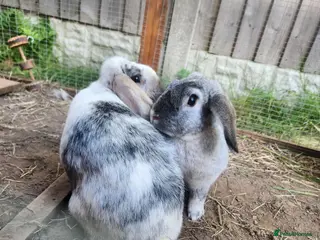 French Lop rabbits French Lop sisters - Advert 7