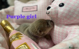 Chow Chow dogs for sale: 🩷🏆Stunning KC registered Chow Chow puppies🏆💙 - Image 10