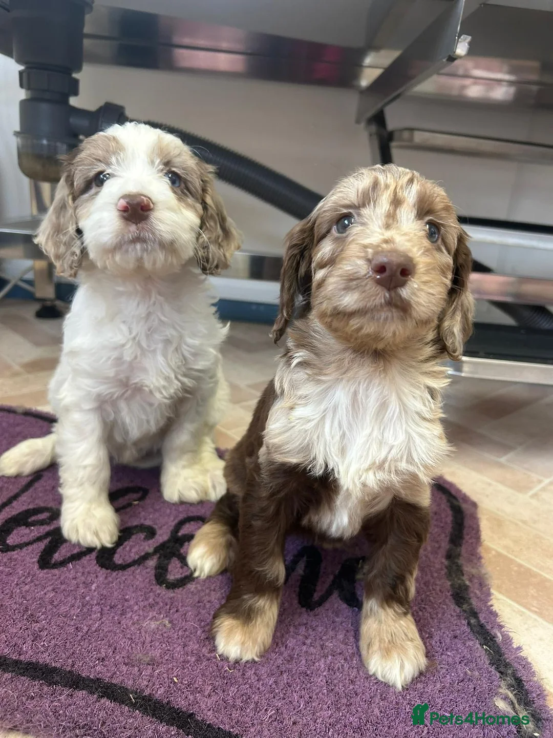 Cockapoo dogs for sale: Cockapoo puppies  - Advert 3