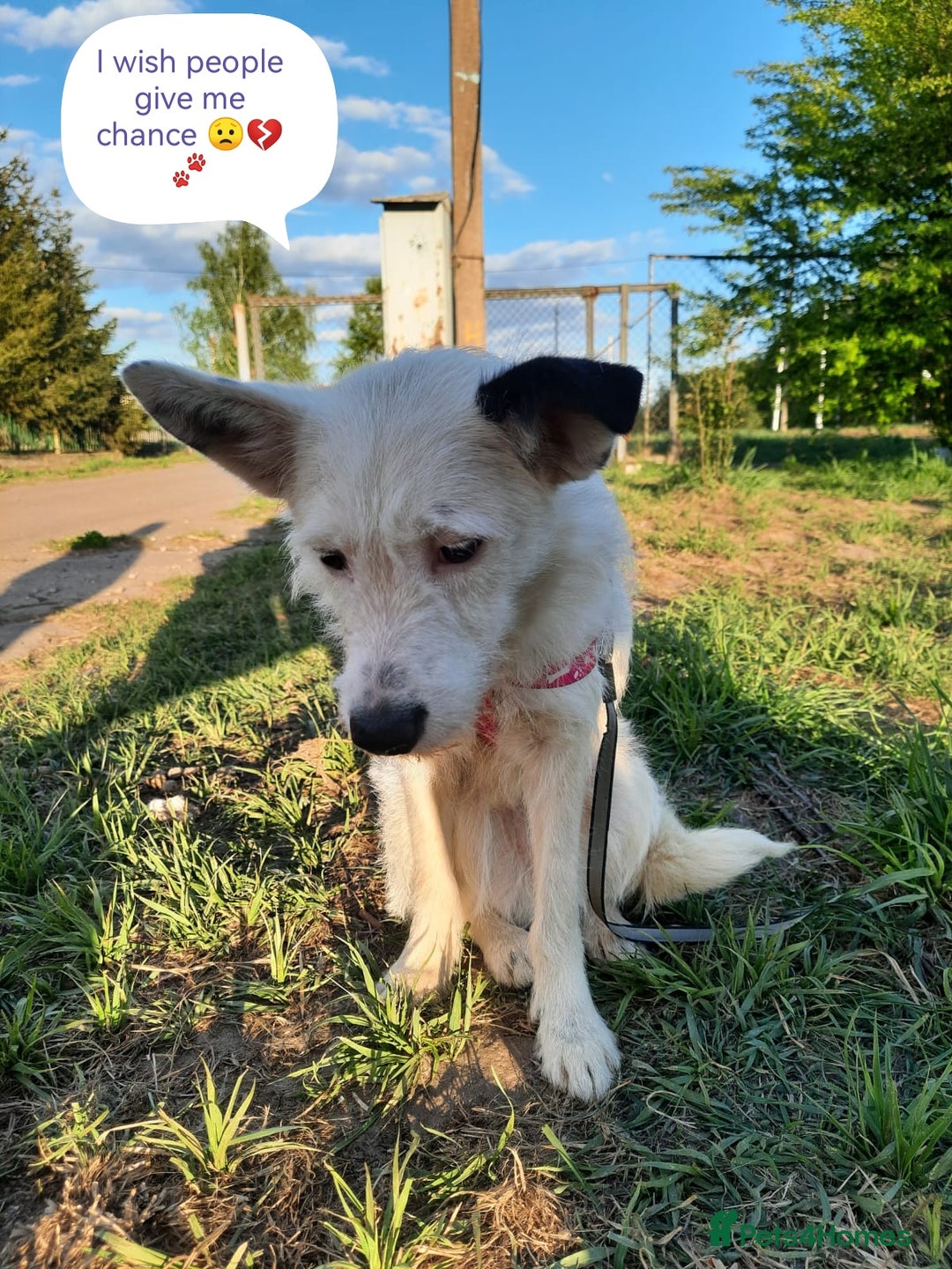 Mixed Breed dogs for adoption: 💖🐶 ATHENA 🐶💖 - Image 2