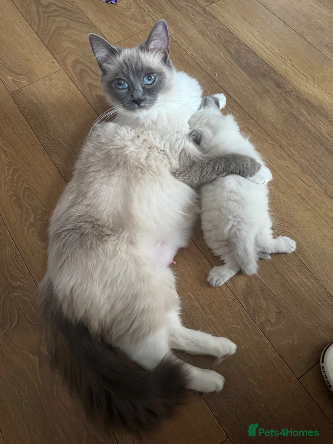 Ragdoll cats for sale: Ragdoll kittens for sale Fleet in Fleet - Advert 7