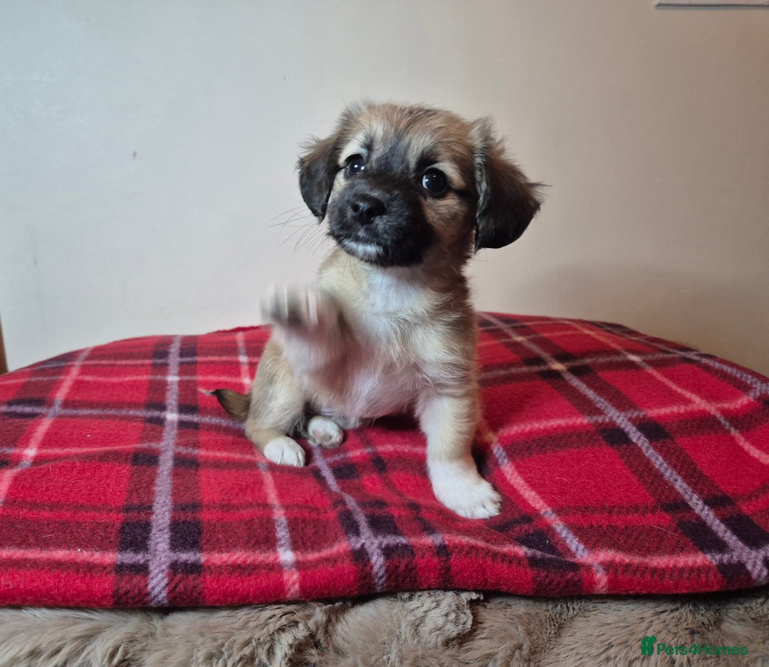 Pomchi dogs for sale: Beautiful chihuahua girl - Advert 4