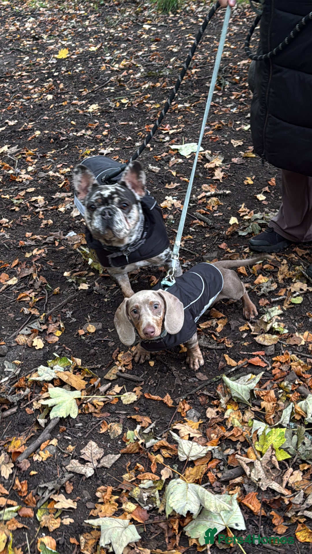 Miniature Dachshund dogs for sale: Miniature dachshund - Advert 2