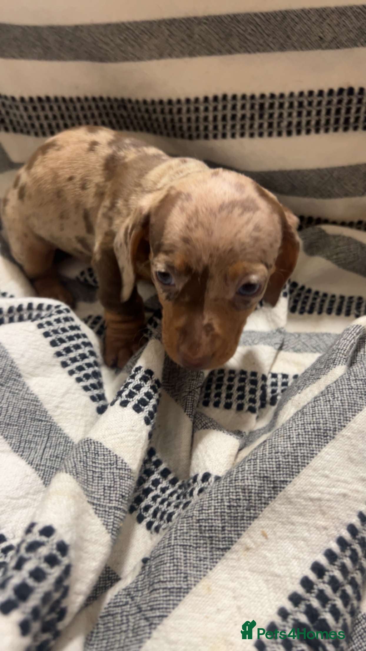 Miniature Dachshund dogs Kc reg miniature dachshunds boys and girls  - Advert 2