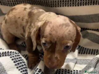 Miniature Dachshund dogs Kc reg miniature dachshunds boys and girls - Advert 2