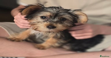 Yorkshire Terrier dogs - Advert 11