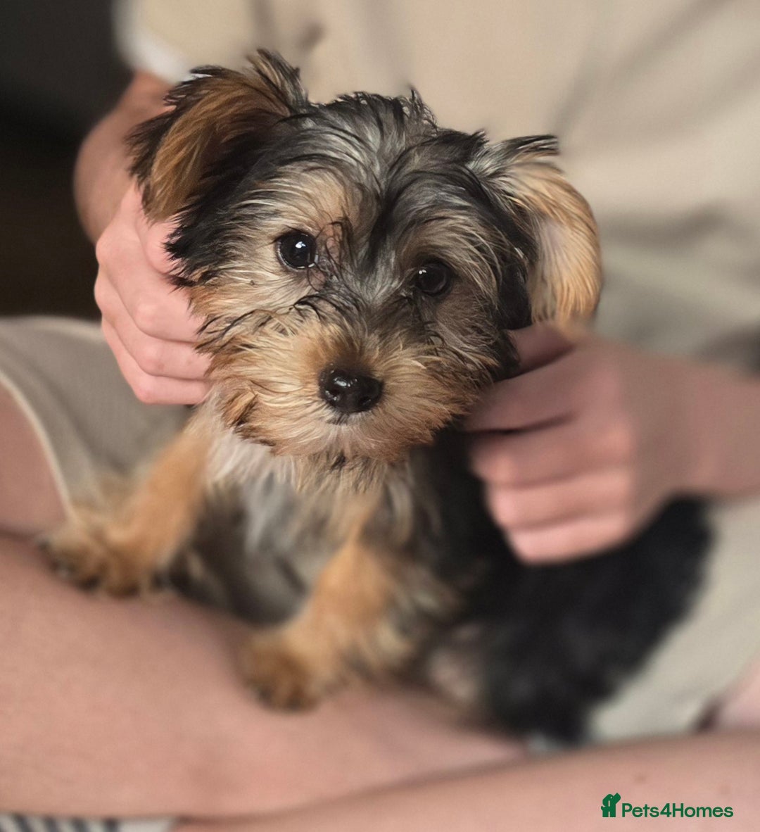 Yorkshire Terrier dogs for sale: Beautiful Yorkshire terrier girl  - Image 3