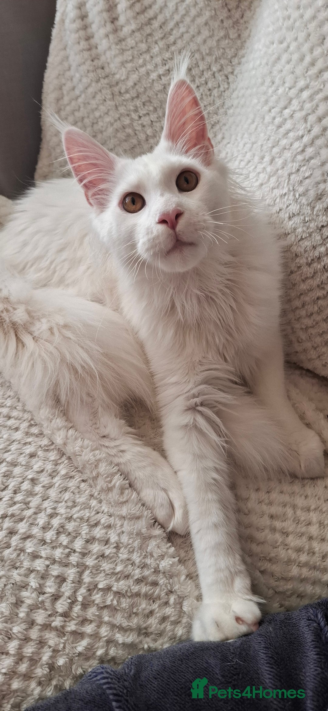 Maine Coon cats for sale: GCCF Maine Coon kitten boy - Advert 3