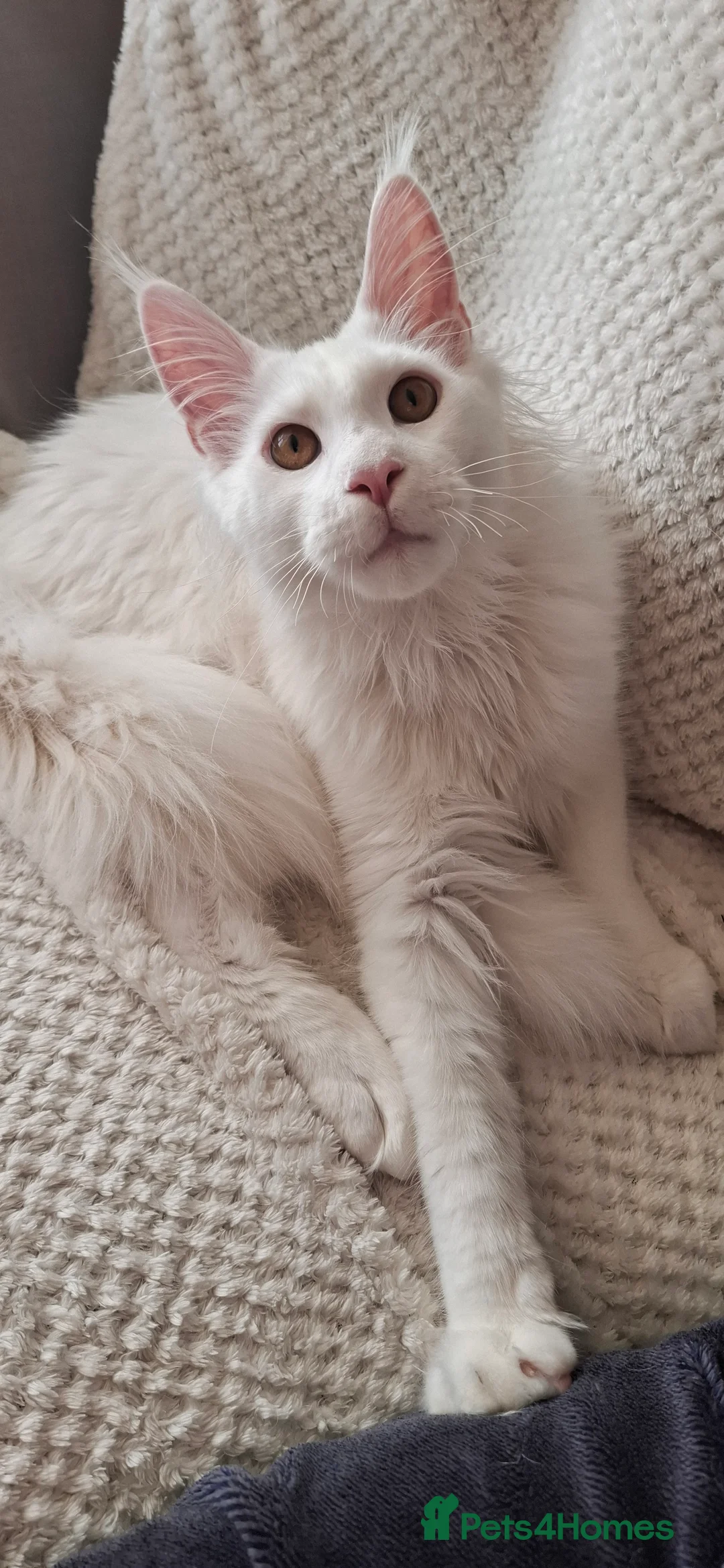 Maine Coon cats for sale: GCCF Maine Coon kitten boy - Advert 3