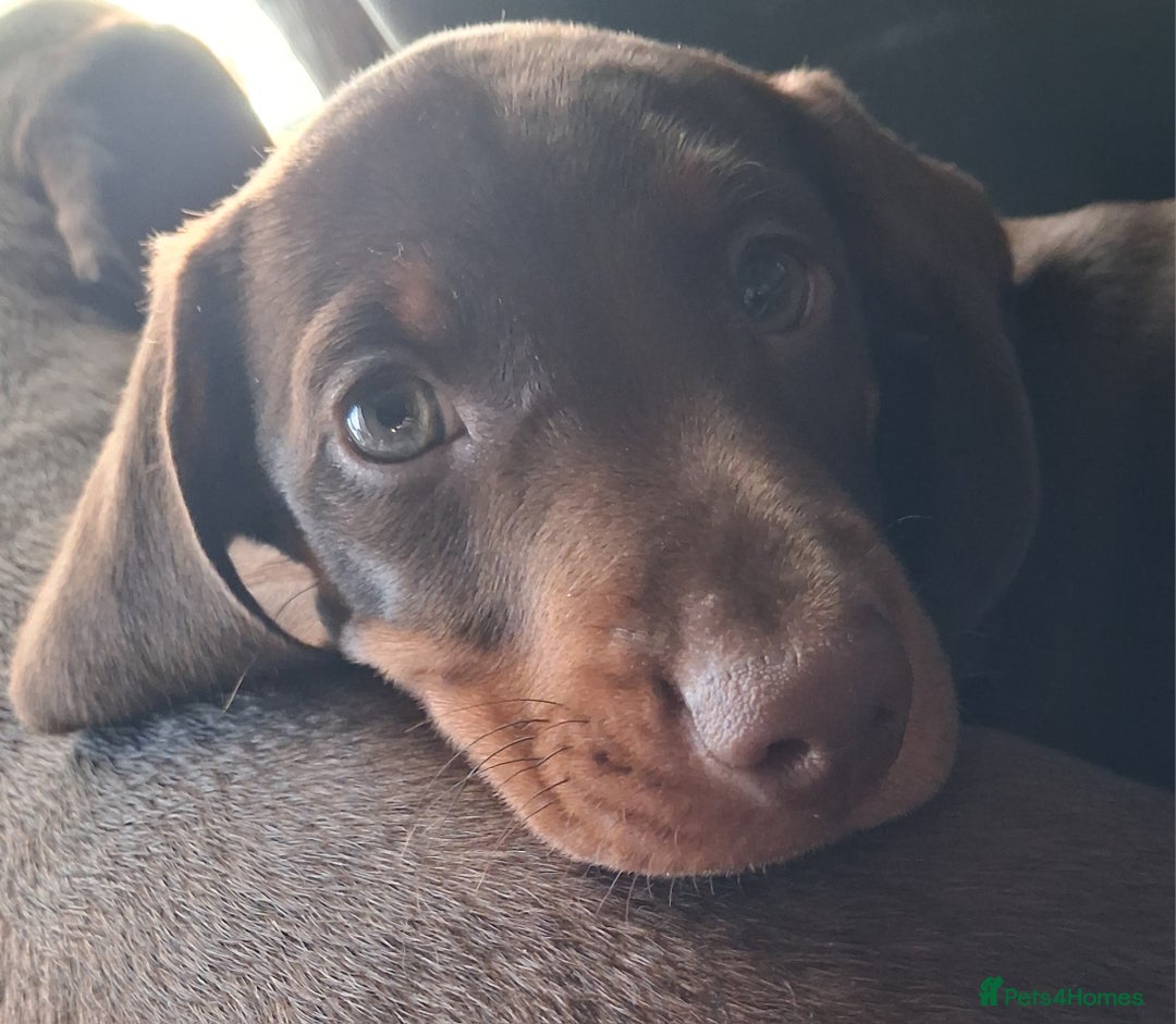 Dachshund dogs for sale: Mini dachshund for sale  - Advert 10