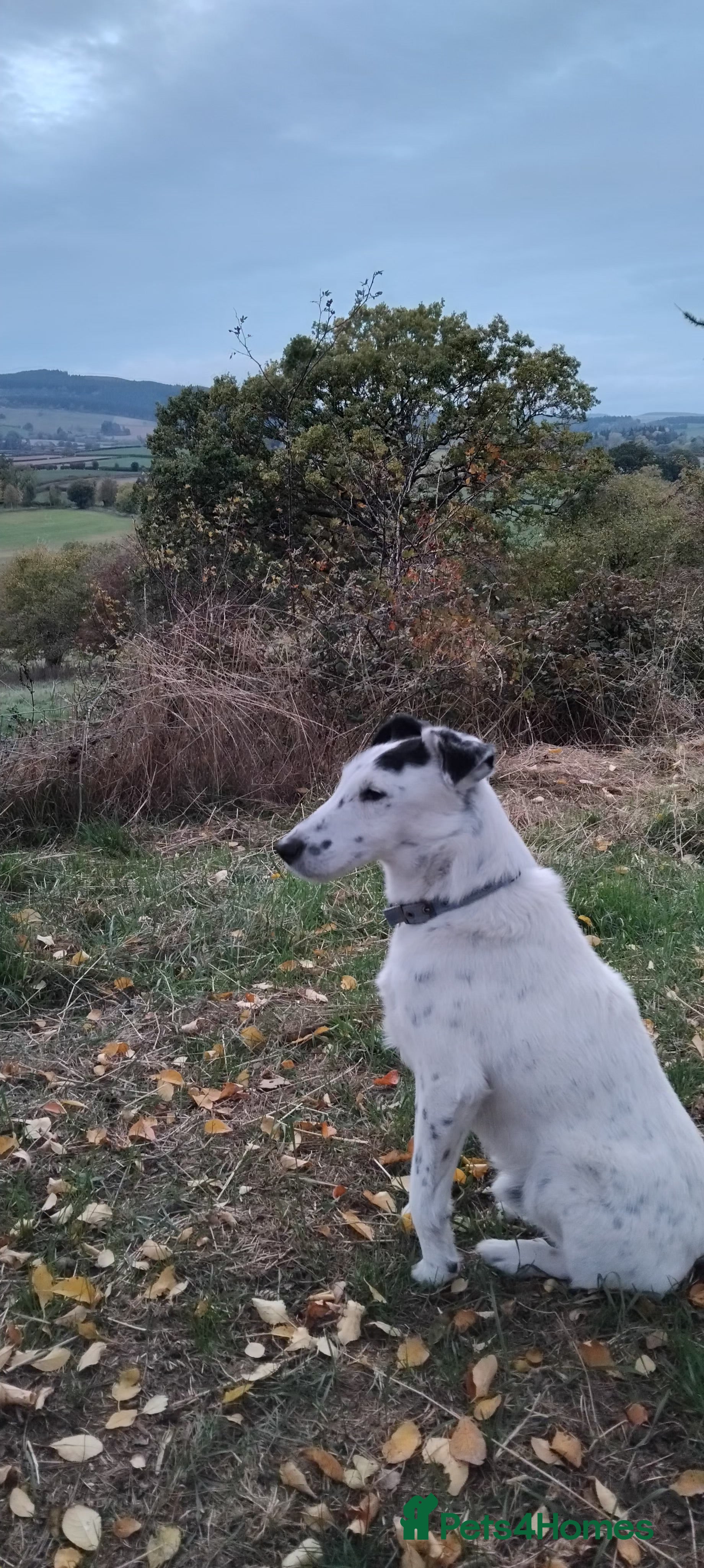 Fox Terrier dogs Charlie - Advert 1