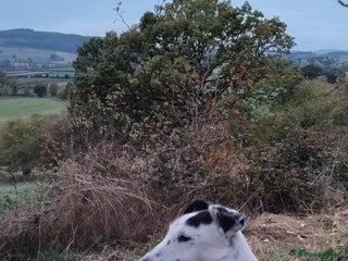 Fox Terrier dogs - Advert 1