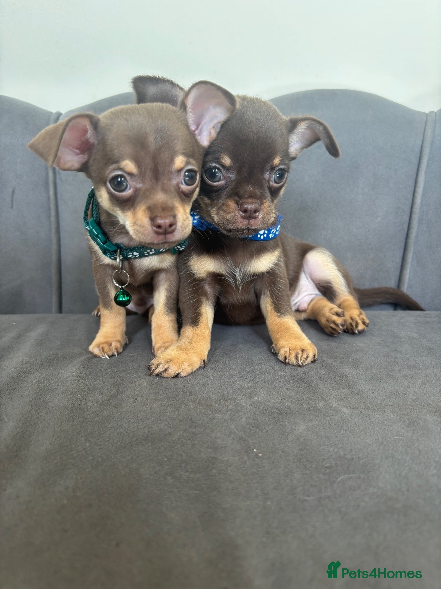 Chihuahua dogs Stunning KC Reg Chocolate Chihuahuas - Advert 2
