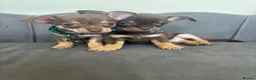 Chihuahua dogs for sale: Stunning KC Reg Chocolate Chihuahuas - Advert 2