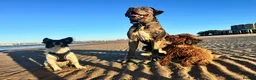 Mixed Breed dogs for stud: Big Beautiful Boy - Advert 5