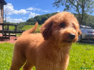 Labradoodle dogs Mini Irishdoodle Ready now! health tested parents - Advert 1