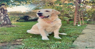 Golden Retriever dogs - Advert 7