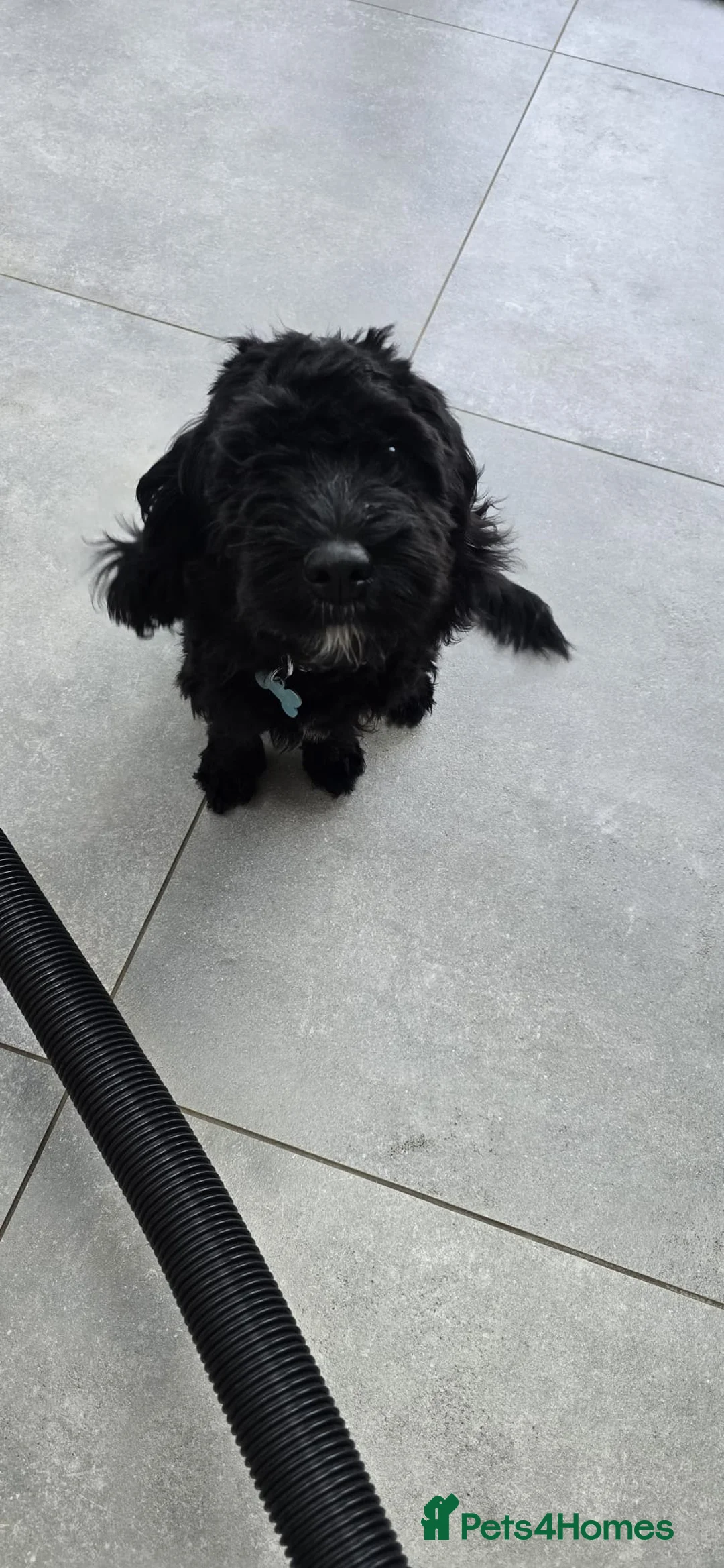 Mixed Breed dogs for sale: 6 month old COCKER CHON.  - Advert 1